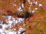 PC090284_MASTER.JPG
