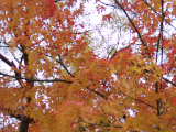 PC090286.JPG